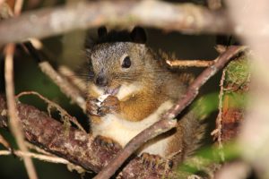 Drollig – ein kleines Eichhörnchen.