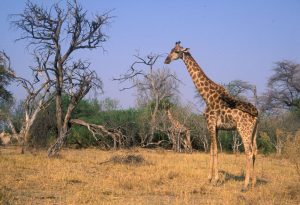 Giraffen im Mahango Nationalpark im Nordosten Namibias.