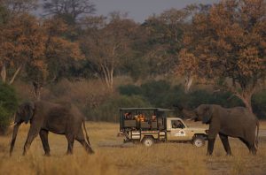 Eine aufregende Begegnung: Teilnehmer einer Safaritour und zwei Elefanten im Buffalo Nationalpark.