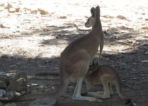 Kängurus zählen zu den Beuteltieren und sind typisch für Australien.