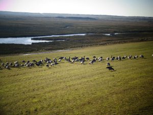 Salzwiesen bieten eine große Nahrungsvielfalt. – Foto: Dieter Warnick