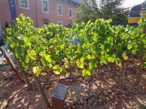 Auf dem Boden des Musterweingartens gedeihen – wie auch die Reben der Weinberge des Juliusspitals in ganz Weinfranken – auf drei verschiedenen Böden: Gips-Keuper, Muschelkalk und Buntsandstein . – Foto: Dieter Warnick 