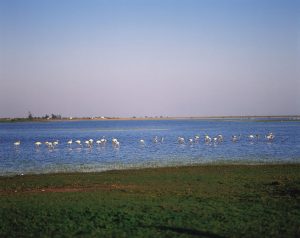 Dünen, Pinienhaine, Lagunen, Marschgebiete – und jede Menge exotische Tiere: der Nationalpark Doñana bietet eine grandiose Naturlandschaft. Foto: TURESPAÑA-Frankfurt