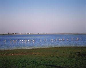 Dünen, Pinienhaine, Lagunen, Marschgebiete – und jede Menge exotische Tiere: der Nationalpark Doñana bietet eine grandiose Naturlandschaft. Foto: TURESPAÑA-Frankfurt 