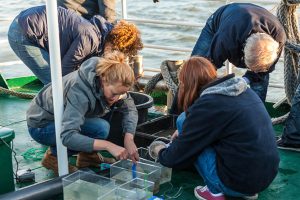 An Bord der „Harle Kurier“ werden Meeresbewohner vorgezeigt, die beim Schweinswal auf der Speisekarte stehen. - Foto: Wattenmeer Besucherzentrum Wilhelmshaven