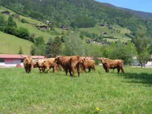 Diese Bisonherde, die ganz in der Nachbarschaft der Resorts lebt, erfreut jung und alt. – Foto: Dieter Warnick