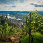 Weinberge in Klingenberg. – Foto: Churfranken e.V. / Dominik Stapf