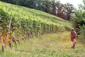 Kein ungewöhnlicher Anblick – eine Radlerin in den Weinbergen. – Foto: Churfranken e.V. / Mainblende