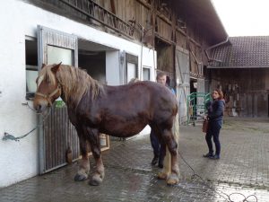 Am Vortag des Ritts werden die Pferde, wie hier "Bergfee", ordentlich abgeduscht. - Foto: Dieter Warnick