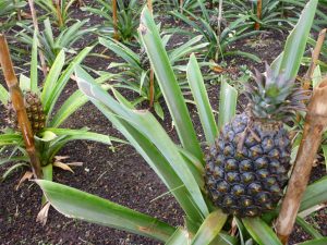 Arruda-Ananasplantage.