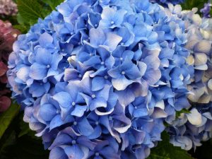 Blaue Hortensie - wachsen auf den Azoren als Hecken.