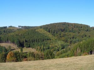 Im Rothaargebirge sind die Wälder noch größtenteils in Ordnung – Foto: Dieter Warnick