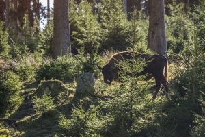 Wanderer müssen schon sehr viel Glück haben, eines der Wisente, die frei durch die Wittgensteiner Wälder streifen, zu sehen, weil sie sich meist dem Blick der Öffentlichkeit entziehen. – Foto: Schmallenberger Sauerland Tourismus / Klaus-Peter Kappest