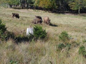 Dieser Wiesent-Herde, entdeckt bei einer Wanderung auf dem „Wisent-Pfad“, geht es sichtlich gut . – Foto: Dieter Warnick