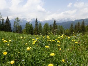 Eine Frühlingswiese wie aus dem Bilderbuch – und im Hintergrund die verschneiten Dolomiten. – Foto: Birgit Weichmann 