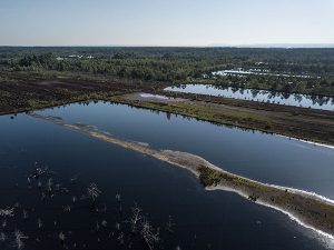 Das "Moorerlebnis Sterntaler Filze" ermöglicht eine intensive Begegnung mit Moor und Natur. – Foto: AIB-KUR GmbH