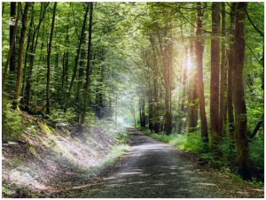 Unweit von Bad Kissingen – im Kaskadental – findet der Wanderer eine friedliche Ruhe vor. – Foto: Bayer. Staatsbad Bad Kissingen – Dominik Marx