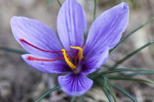 Der Safran ist eine Krokus-Art, die im Herbst violett blüht. Aus den Narben ihrer Blüten (den „Griffeln“) wird das ebenfalls Safran genannte Gewürz gewonnen. – Foto: Doktorenhof