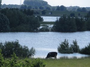 Blick auf die andere, westliche Rheinseite.