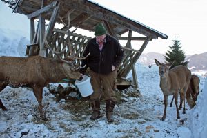 Lois Oswald steht mit dem „Husse“ und dem anderen Rotwild auf „Du und Du. – Foto: Kunz-PR 