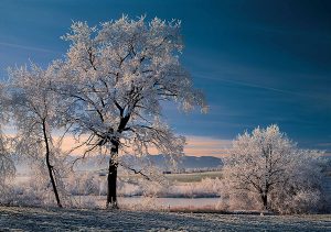 Raureif am Morgen: Themenwege durchziehen Murnaus Zuckerguss-Landschaft. - Foto: Tourist Information Murnau