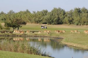 Diese Damwildherde hat wenig Interesse am Golfen. – Foto: Mirco Toffolo