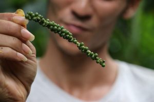 In seiner Urform wird in LaReunion Pfeffer angebaut, spielt aber nicht die dominierende Rolle. - Foto: Kurt Sohnemann