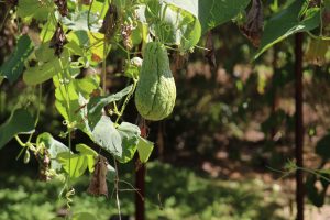 Chouchou nennen die Kreolen eine der häufig vorkommenden Früchte, die auch Chayote genannt wird und ähnlich des Kohlrabi schmeckt. - Foto: Kurt Sohnemann