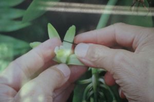 Blitzschnell muss bei den Vanillepflanzen die Befruchtung per Hand vorgenommen werden. Sie blühen nur einen Vormittag im Jahr. - Foto: Kurt Sohnemann