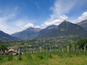 Weit reicht der Blick hinein in den Meraner Kessel und gibt einen beeindruckenden Ausblick auf das Burggrafenamt bis nach Dorf Tirol (rechts) und sogar bis nach Partschins im Vinschgau (ganz hinten) frei. – Foto: Dieter Warnick