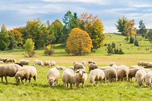 Eine Schafherde auf dem Traufgang Ochsenbergtour. – Albstadt Tourismus