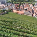 In den terrassenförmigen Steillagen in Klingenberg wird vor allem ein exzellenter Rotwein angebaut. – Foto: Dieter Warnick