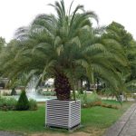 Mit zirka 150 Großpalmen hat Bad Kissingen die meisten in Deutschland, mehr als zum Beispiel der Frankfurter Palmengarten. – Foto: Dieter Warnick