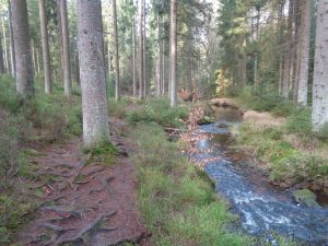 Wanderungen auf naturbelassenen Pfaden verspricht der Weißmain-Ochsenkopf-Steig. Er wurde als zweiter Qualitätswanderweg der Region zertifiziert. Der weiße Main sucht sich gemütlich seinen Weg. – Foto: Dieter Warnick