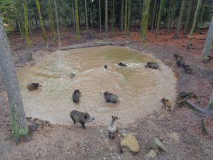 Wildpark Mehlmeisel II: 20 bis 25 Wildschweine leben hier und freuen sich über jede Menge Abwechslung. – Foto: Dieter Warnick