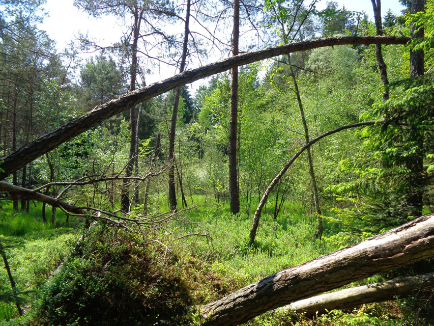 Unberührte Natur und Ort der Faszination, Höhle von Göttern und Hexen: So präsentieren sich Wälder und Moore oft in der deutschen Literatur. – Foto: Dieter Warnick