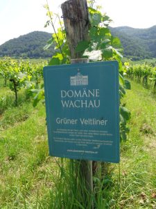 Die qualitätsorientierte Genossenschaft „Domäne Wachau“ mit Sitz in Dürnstein zählen Fachleute zu den führenden Weinbaubetrieben Österreichs und zu den weltweit besten Genossenschaften. – Foto: Dieter Warnick