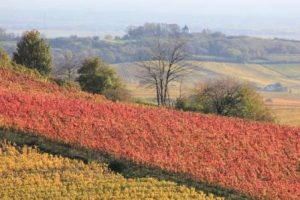 Ein farbenfroher Anblick sind die Weinberge am Keschdeweg. – Foto: Michael Stephan