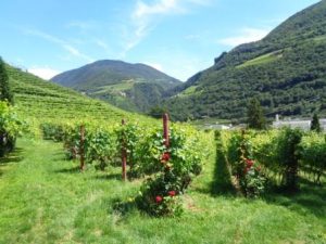 Italien gehört zu den Ländern, die großflächig Wein anbauen und in die ganze Welt exportieren. Italienische Weinbaugebiete sind von Südtirol (hier der Blick vom Ansitz Waldgries in Bozen aus) über Mittelitalien bis in die unterste Spitze Siziliens zu finden. – Foto: Dieter Warnick