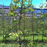 Ende März beginnt ganz langsam die Apfelblüte, wie hier in Leifers. – Foto: Dieter Warnick