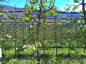 Ende März beginnt ganz langsam die Apfelblüte, wie hier in Leifers. – Foto: Dieter Warnick