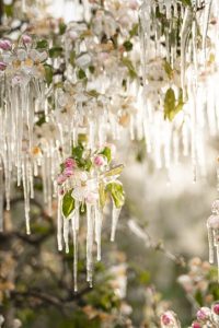 Spätfrost im Frühjahr ist eine Hauptgefahr für den Apfelanbau, da er Blüten und junge Früchte bei Temperaturen ab minus 2 Grad Celsius zerstört. Effektive Schutzmaßnahmen sind, wie hier, die Frostschutzberegnung (Eispanzer schützt vor Kälte), das Aufstellen von Frostkerzen oder Windmaschinen zur Durchmischung der Luftschichten. – Foto: TV Leifers / Patrick Schwienbache