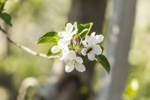 Die Bestäubung von Apfelbäumen durch Bienen ist für eine ertragreiche und hochwertige Apfelernte im Erwerbsobstbau entscheidend. – Foto: TV Leifers / Sorvillo