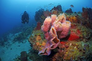 Tauchgänge werden zu einem wahren „Farbspektakel“. - Foto: Saint Lucia Tourism Authority