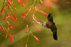 Mit ein wenig Glück kann man auch den Antillenhaubenkolibri entdecken. - Foto: Saint Lucia Tourism Authority