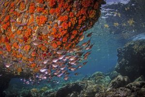 Die Artenvielfalt unter Wasser ist nicht zu toppen. - Foto: Saint Lucia Tourism Authority