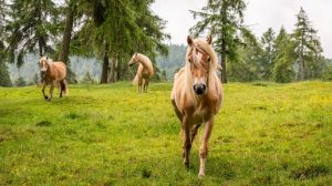 Die sanftmütigen Haflinger fühlen sich auf dem Salten pudelwohl; ein Ausritt auf Europas höchstem Lärchenhochplateau, im Sattel der trittsicheren Vierbeiner, ist ein herrliches Erlebnis. – Foto: TV Jenesien / Michael Guggenberg