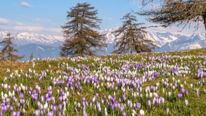 Wenn die Krokusse ihre ganze Pracht herzeigen, dann ist die warme Jahreszeit nicht mehr weit. – Foto: TV Jenesien / Michael Guggenberg