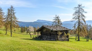 Idylle pur - der Salten ist das größte zusammenhängende Lärchenhochplateau Europas; und mittendrin: urige Hütten. - TV Jenesien / Michael Guggenberg