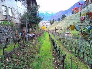 Blick vom Eberlehof, hoch über Bozen gelegen, auf Weingärten, Steillagen und den Talkessel der Südtiroler Landeshauptstadt. – Foto: Dieter Warnick